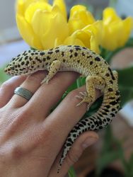 Normal leopard gecko het for albino rainwater