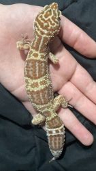 Leopard Geckos for Sale!!! Friendly and Good for Beginner Reptile Owne