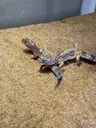Two leopard geckos cheap