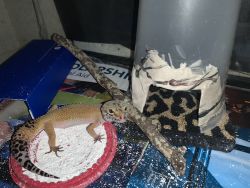 Beautiful leopard Gecko with supplies