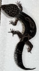 Black Night Leopard Gecko