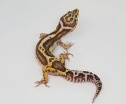 Bold High Contrast Tremper PHE