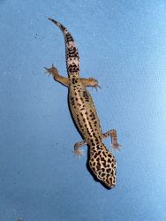 Leopard Gecko babies!