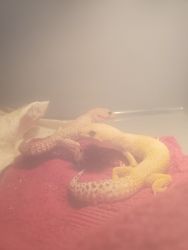 Two young adult geckos, Pocky and Boba