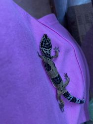 Leopard gecko 150$
