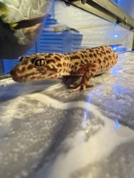 Female leopard gecko 3 years old