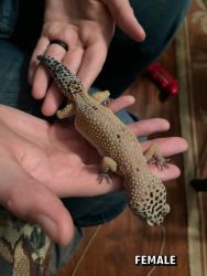 leopard gecko (3)