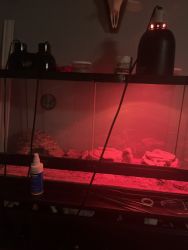 leopard gecko for sale along with enclosure