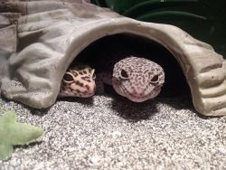 2 Leopard Geckos with everything