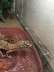 Leopard gecko looking for a new home