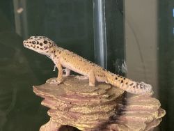 Leopard Gecko for Sale