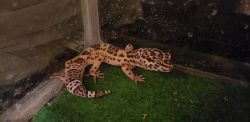 Leopard gecko need help needs new home