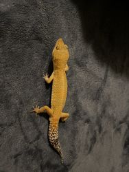 Selling Leopard Gecko 2 Years Old Male