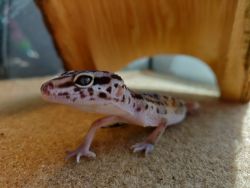 Leopard Gecko: Free!