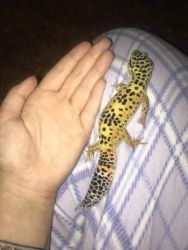 Leopard Gecko and Essentials