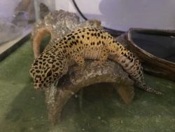 Sweet, Healthy Leopard Gecko with Terrarium & Accessories