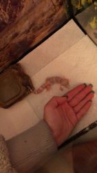 Leopard geckos bought as a baby last year, along with cage and rocks