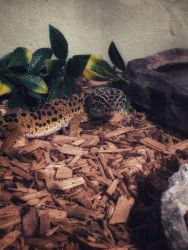 Toffee The Leopard Gecko