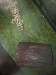 2 Leopard geckos for sale