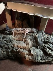 Leopard Gecko needs new home