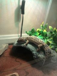 Leopard Gecko For Sale with Enclosure, Cabinet, Hides, Plants, Etc.