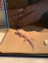 Albino juvenile leaped gecko