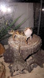 Male Leopard Gecko