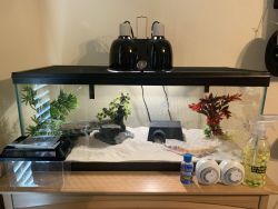 Healthy Leopard Gecko with full set-up