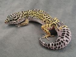 Cute Leopard Gecko