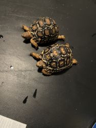 Leopard Tortoises for sale