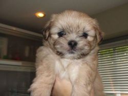KCI Registered Lhasa apso dog through all over india