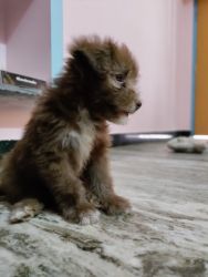 Lhasa apso puppy for sale 50 days old