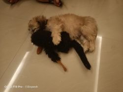 2 month old male Lhasa apso puppy for sale