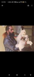 Lhasa apso and pomarian puppies