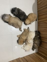 I have 7 puppies for sale. They are 60 days old.