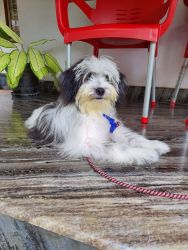 Lhasa apso puppy of 7 months old for sale