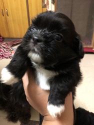 Lahasa apso puppy 1.5 month old black colour