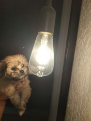 Lhasa Apso for sell