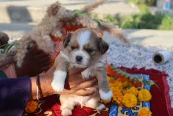 Lhasa apso puppies for sale in uttarakhand