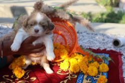 Lhasa apso for sale