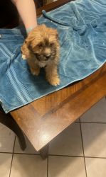 Cute male Lhasa Apso puppies for sell