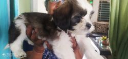 Cute Lhasa Apso puppies for sales