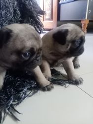 Lahsa and pug for sell