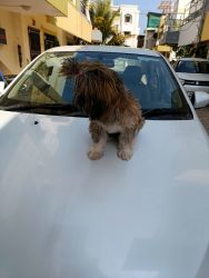 Lhasa Apso female 4 month old