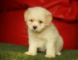 40 days old adorable male Lhasa apso
