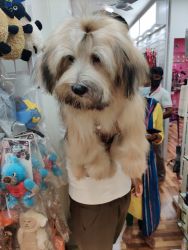 5 months Lhasa Apso for sell