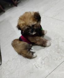 I have lhasa apso puppy fully vaccinated