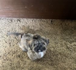 Fully vaccinated Lhasa apso (4months) brown