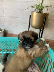 40 days old female lahasa apso puppy available
