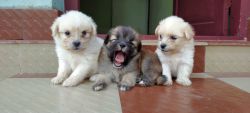 Lhasa apso puppys looking for new homes